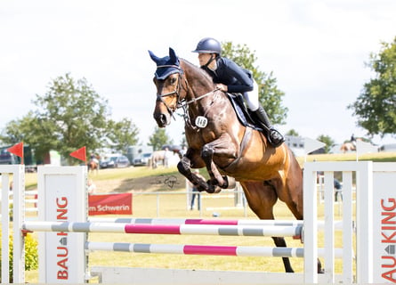 Oldenburg, Mare, 6 years, 16.2 hh, Smoky-Black