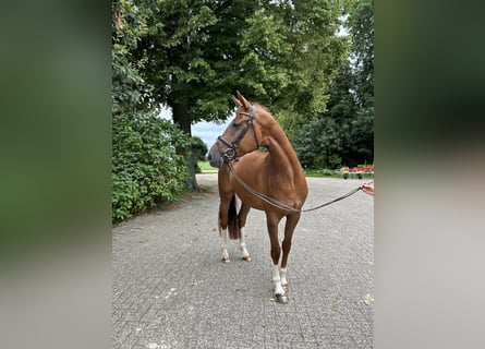 Oldenburg, Mare, 6 years, 16,3 hh, Chestnut