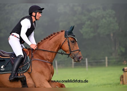 Oldenburg, Mare, 6 years, 16,3 hh, Chestnut-Red