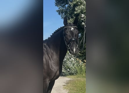 Oldenburg, Mare, 6 years, 16 hh, Black