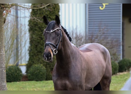 Oldenburg, Mare, 6 years, 16 hh, Black