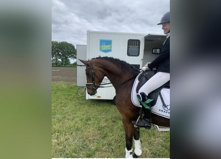 Oldenburg, Mare, 6 years, 16 hh, Brown