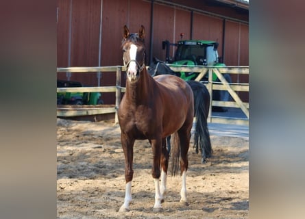 Oldenburg, Mare, 6 years, 16 hh, Chestnut-Red