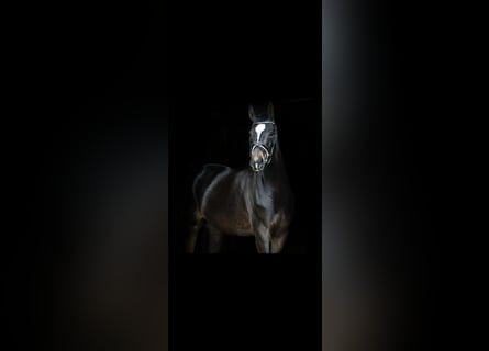 Oldenburg, Mare, 6 years, 16,1 hh, Bay-Dark