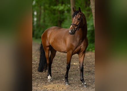 Oldenburg, Mare, 6 years, 16,1 hh, Brown