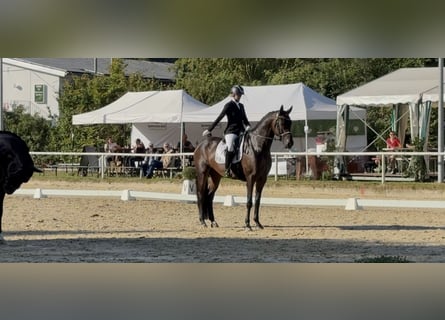 Oldenburg, Mare, 6 years, 16,2 hh, Bay-Dark