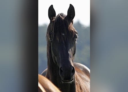 Oldenburg, Mare, 6 years, 16,2 hh, Black