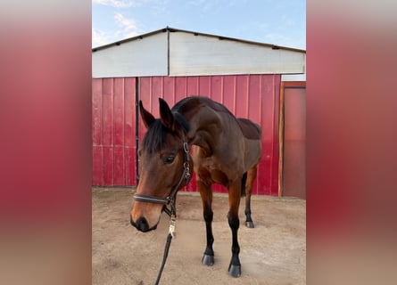 Oldenburg, Mare, 6 years, 16,2 hh, Brown