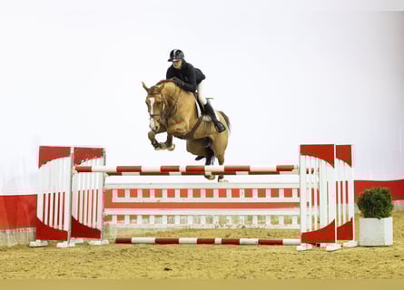 Oldenburg, Mare, 6 years, 16,2 hh