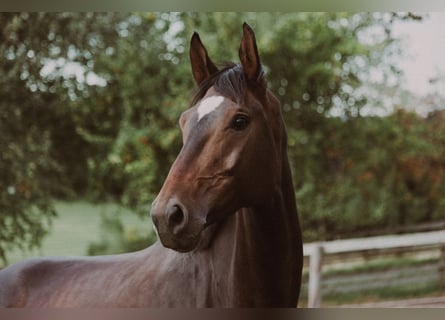 Oldenburg, Mare, 6 years, 16,3 hh, Bay-Dark