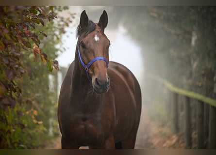 Oldenburg, Mare, 6 years, 17 hh, Bay