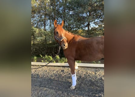 Oldenburg, Mare, 6 years, 17,1 hh, Chestnut-Red Oldenburg, Mare, 6 years, 17,1 hh, Chestnut-Red