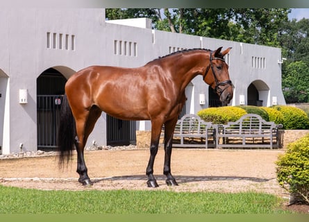 Oldenburg, Mare, 6 years, Bay