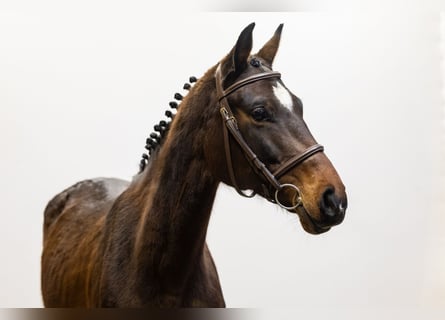 Oldenburg, Mare, 7 years, 15,2 hh, Bay-Dark