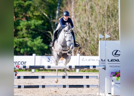 Oldenburg, Mare, 7 years, 15,2 hh, Gray