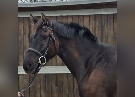 Oldenburg, Mare, 7 years, 16,1 hh, Bay-Dark