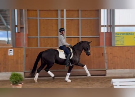 Oldenburg, Mare, 7 years, 16.1 hh, Black