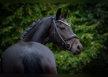 Oldenburg, Mare, 7 years, 16.1 hh, Brown