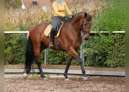 Oldenburg, Mare, 7 years, 16.1 hh, Brown