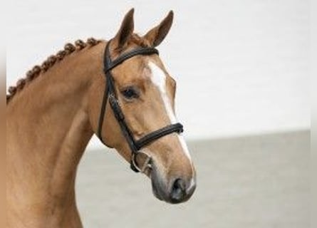 Oldenburg, Mare, 7 years, 16,1 hh, Brown-Light