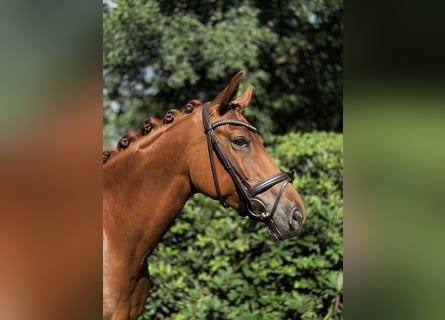 Oldenburg, Mare, 7 years, 16,1 hh, Chestnut-Red