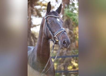 Oldenburg, Mare, 7 years, 16,1 hh, Smoky-Black