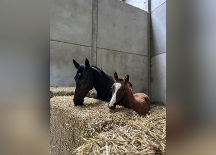 Oldenburg, Mare, 7 years, 16.2 hh, Bay-Dark