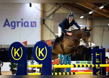 Oldenburg, Mare, 7 years, 16.2 hh, Bay-Dark Oldenburg, Mare, 7 years, 16.2 hh, Bay-Dark