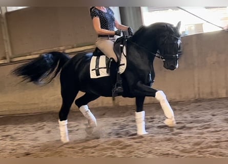 Oldenburg, Mare, 7 years, 16.2 hh, Black