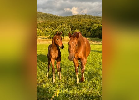 Oldenburg, Mare, 7 years, 16.2 hh, Chestnut
