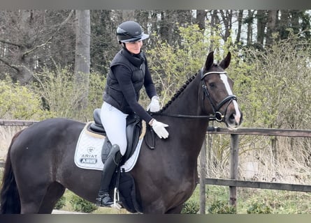 Oldenburg, Mare, 7 years, 16.2 hh, Chestnut