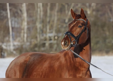 Oldenburg, Mare, 7 years, 16.3 hh, Chestnut-Red