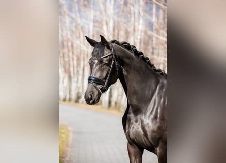 Oldenburg, Mare, 7 years, 16 hh, Black