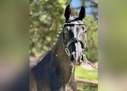 Oldenburg, Mare, 7 years, 16 hh, Black