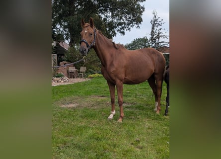 Oldenburg, Mare, 7 years, 16 hh, Chestnut-Red