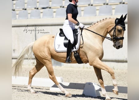 Oldenburg, Mare, 7 years, 16 hh, Palomino