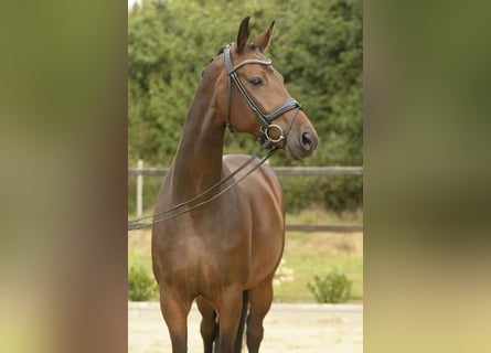 Oldenburg, Mare, 7 years, 16,1 hh, Bay-Dark
