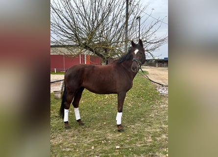 Oldenburg, Mare, 7 years, 16,1 hh, Brown