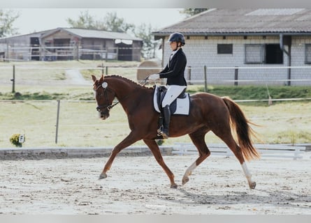 Oldenburg, Mare, 7 years, 16,1 hh, Chestnut