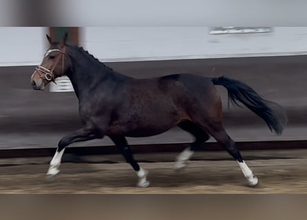 Oldenburg, Mare, 7 years, 16,1 hh, Smoky-Black