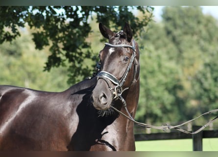Oldenburg, Mare, 7 years, 16,2 hh, Black