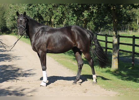 Oldenburg, Mare, 7 years, 16,2 hh, Black