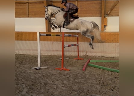 Oldenburg, Mare, 7 years, 16,2 hh, Grey