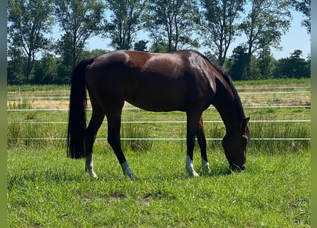 Oldenburg, Mare, 7 years, 16,3 hh, Bay-Dark