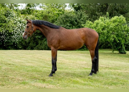 Oldenburg, Mare, 7 years, 17.2 hh, Bay