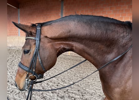 Oldenburg, Mare, 7 years, 17,1 hh, Brown