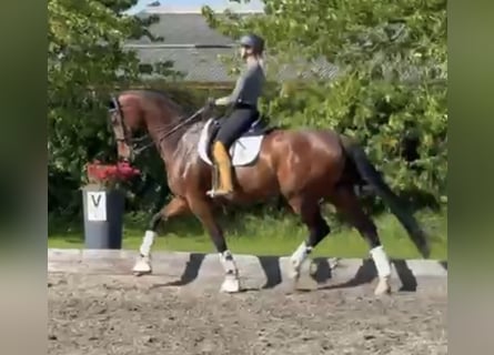 Oldenburg, Mare, 7 years, 17,1 hh, Brown