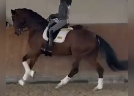 Oldenburg, Mare, 7 years, 17,1 hh, Brown