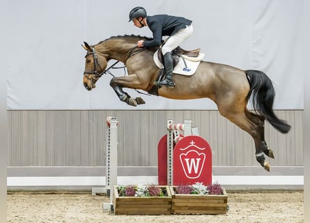 Oldenburg, Mare, 7 years, Brown