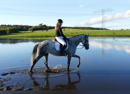 Oldenburg, Mare, 7 years, Grey